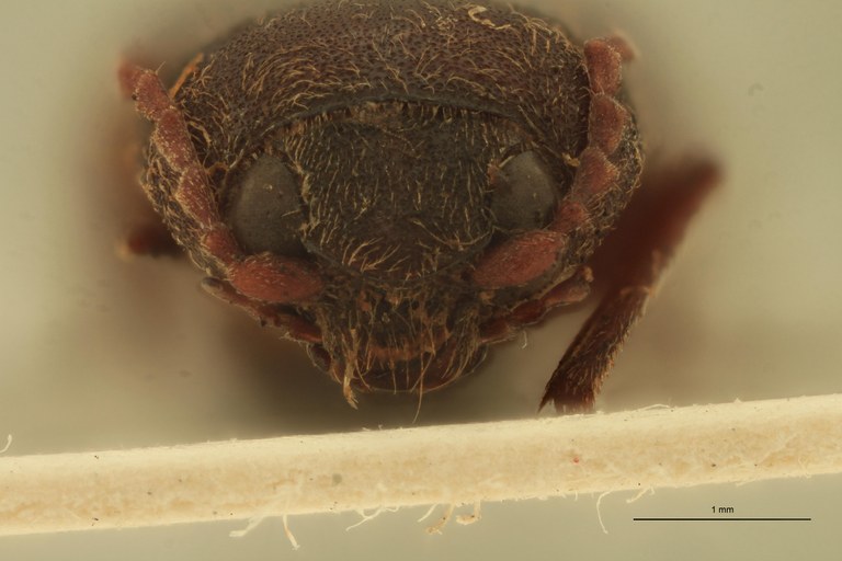 Cardiophorus bakoba M T F.jpg Cardiophorus bakoba M T F.jpg