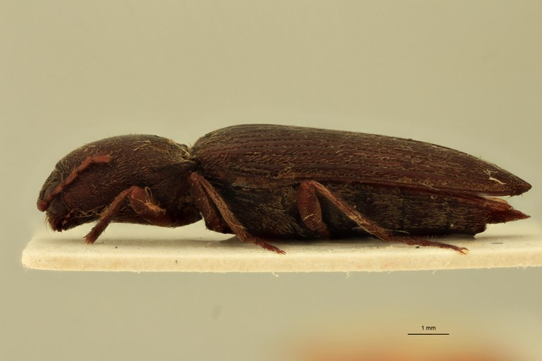 Cardiophorus bakoba M T L.jpg Cardiophorus bakoba M T L.jpg
