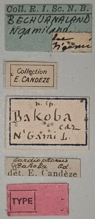 Cardiophorus bakoba M T Labels.jpg Cardiophorus bakoba M T Labels.jpg