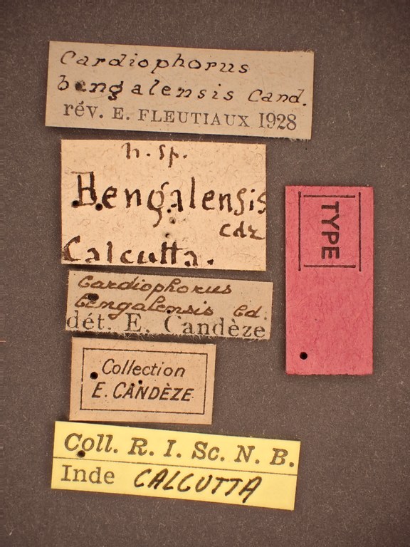 Cardiophorus bengalensis t labels