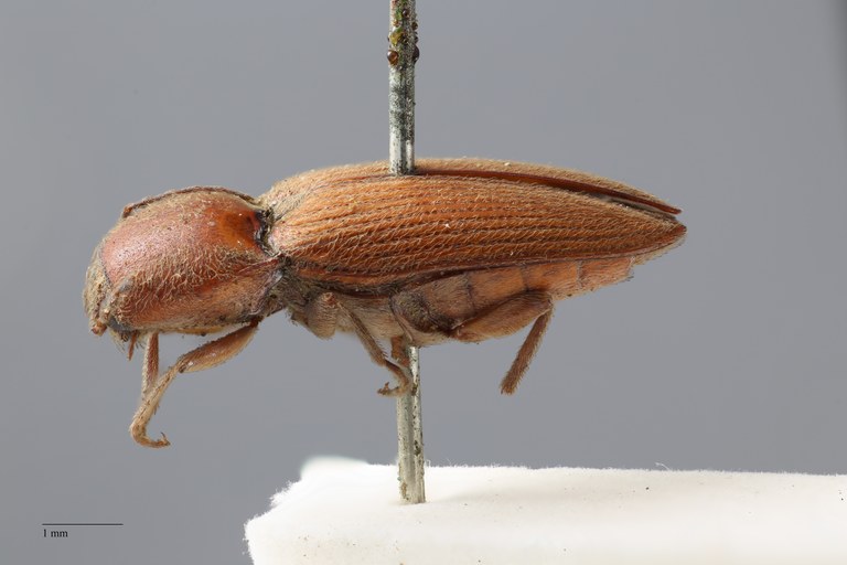 Cardiophorus bengalensis t L.tif