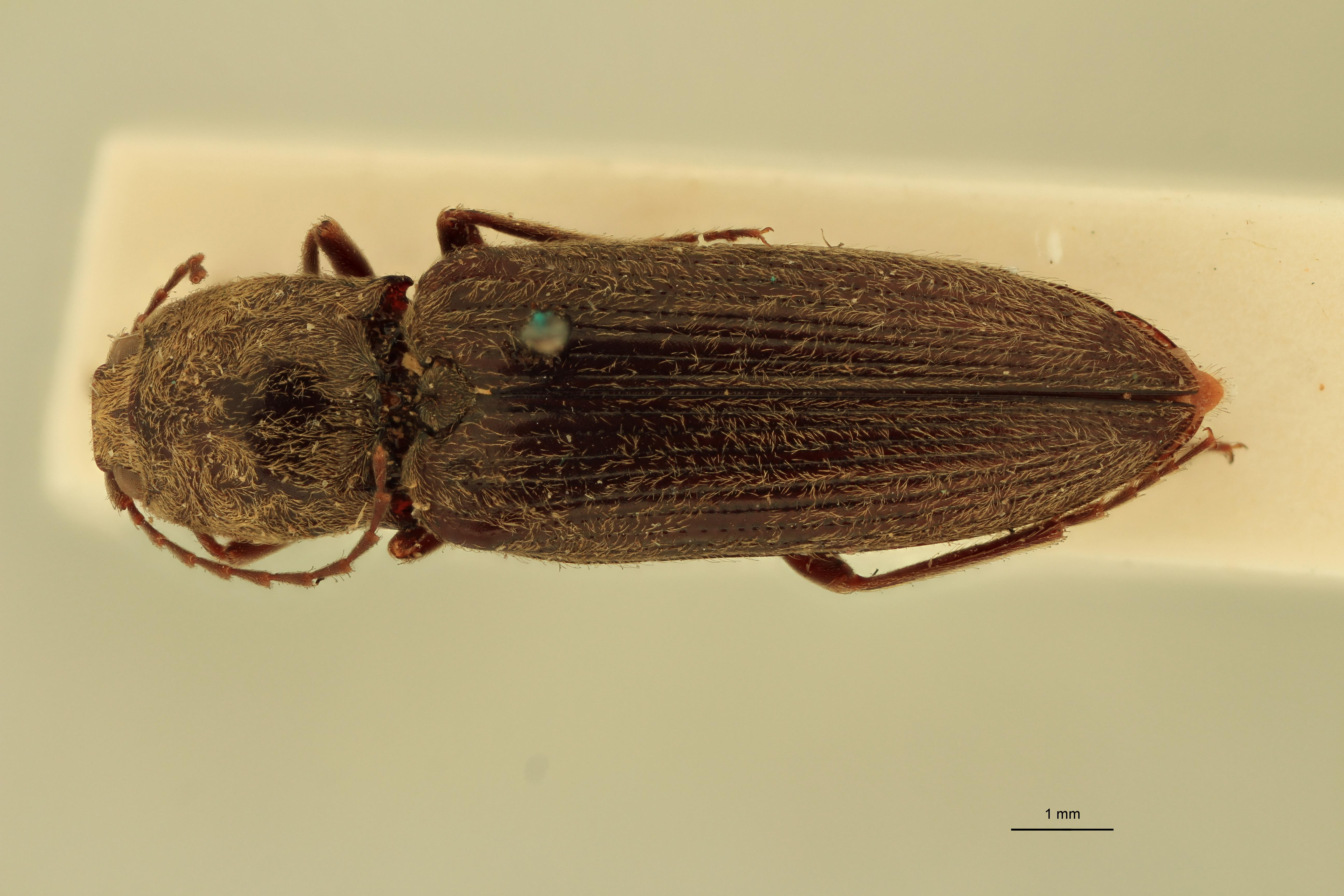 Cardiophorus bombycinus T D.jpg