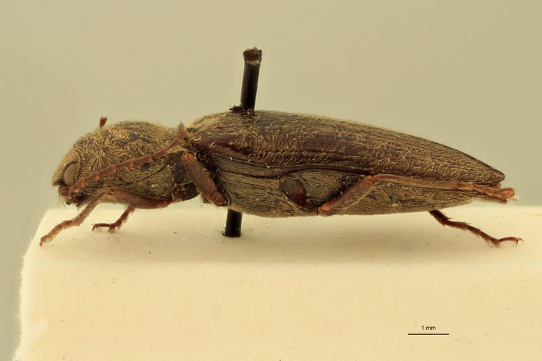 Cardiophorus bombycinus T L.jpg