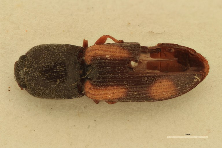 Cardiophorus bradshawi T D.jpg