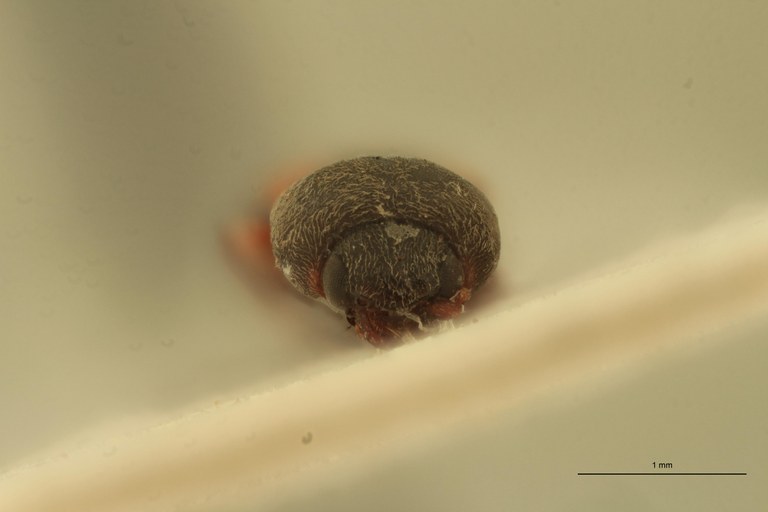 Cardiophorus bradshawi T F.jpg