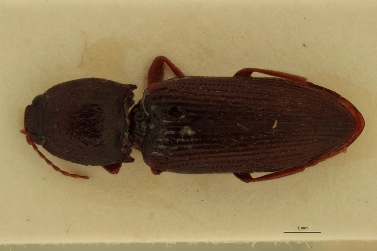 Cardiophorus castaneus F T D.jpg Cardiophorus castaneus F T D.jpg