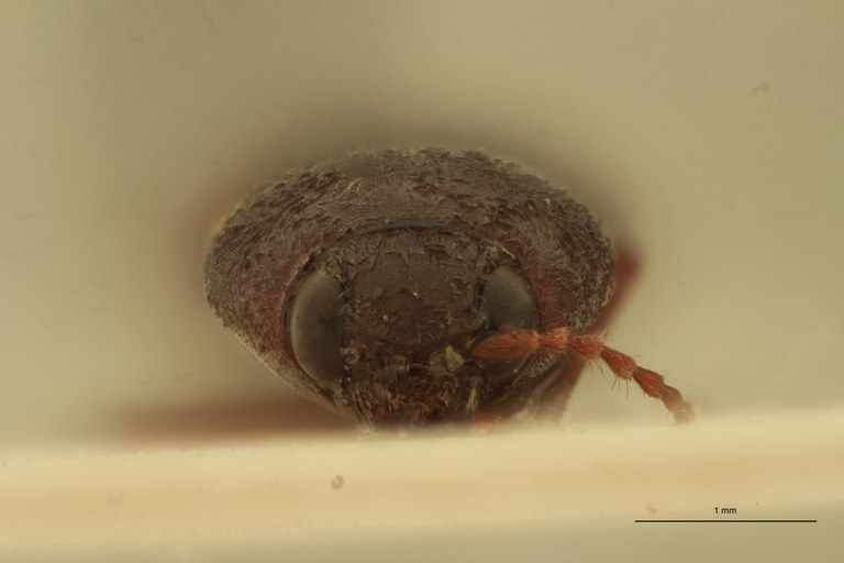 Cardiophorus castaneus F T F.jpg Cardiophorus castaneus F T F.jpg