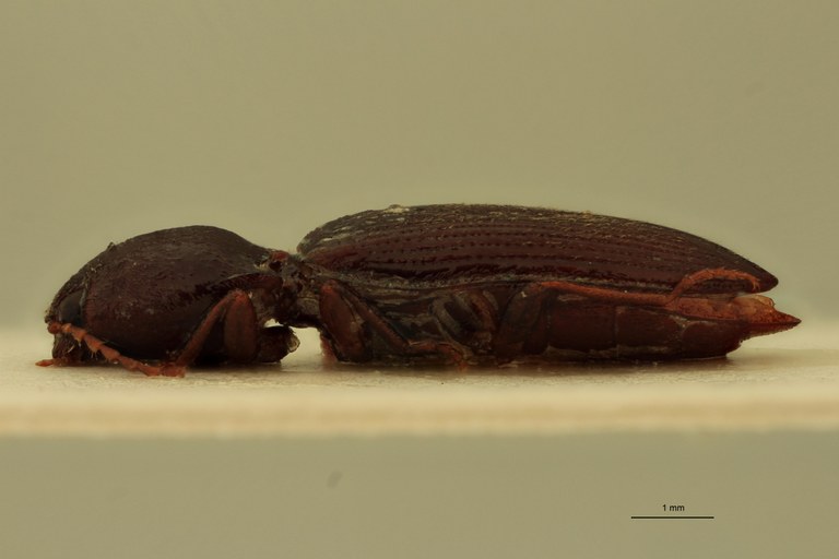 Cardiophorus castaneus F T L.jpg Cardiophorus castaneus F T L.jpg