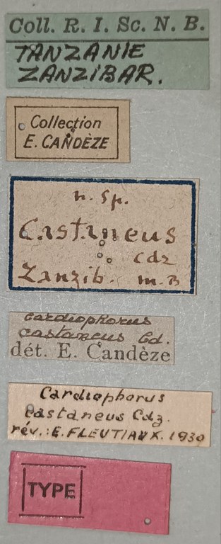 Cardiophorus castaneus F T Labels.jpg Cardiophorus castaneus F T Labels.jpg