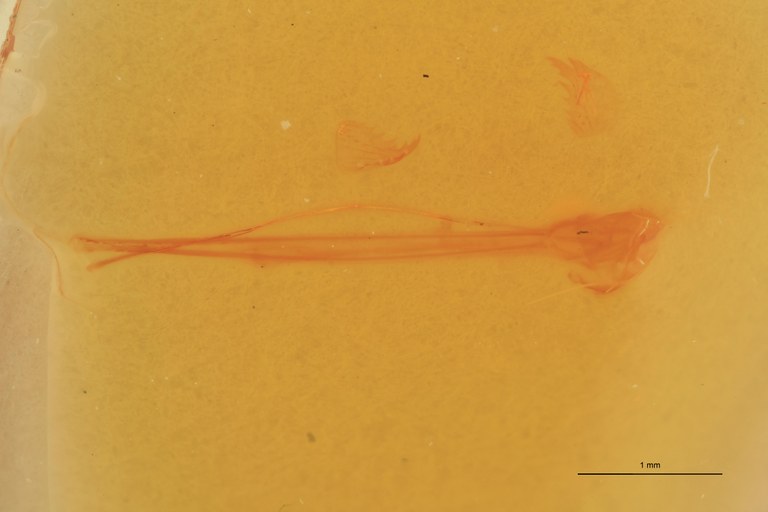 Cardiophorus castaneus F T Parameres.jpg Cardiophorus castaneus F T Parameres.jpg