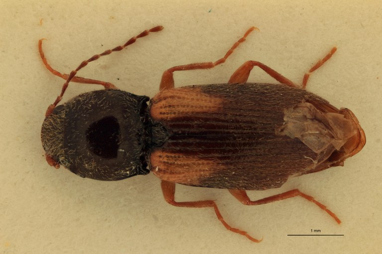 Cardiophorus catulus F T D.jpg