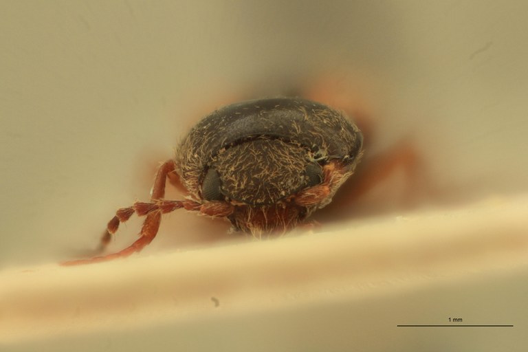 Cardiophorus catulus F T F.jpg