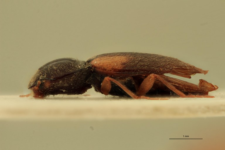 Cardiophorus catulus F T L.jpg