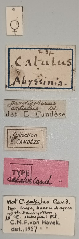 Cardiophorus catulus F T Labels.jpg