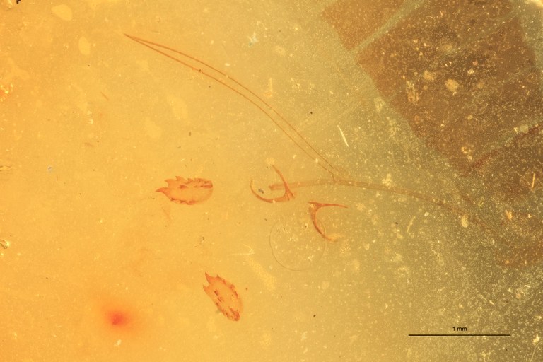 Cardiophorus catulus F T Parameres.jpg