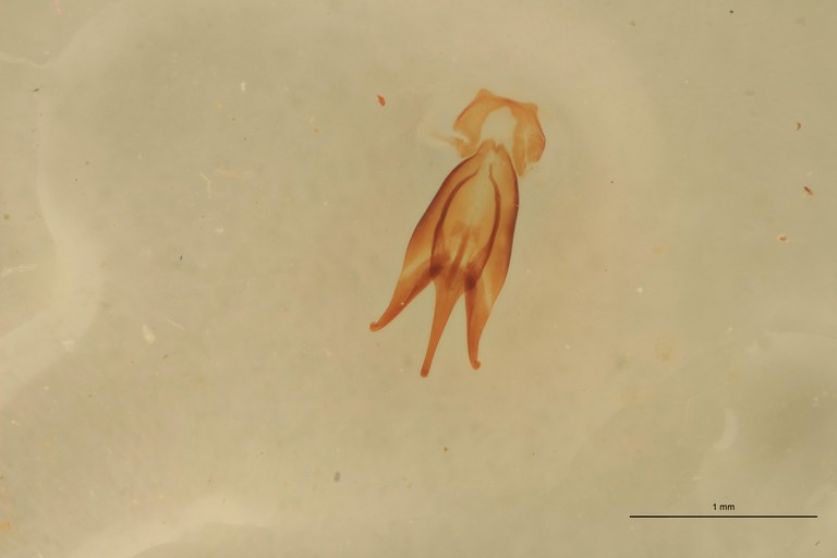Cardiophorus constanti M Ht Aedeagus.jpg Cardiophorus constanti M Ht Aedeagus.jpg