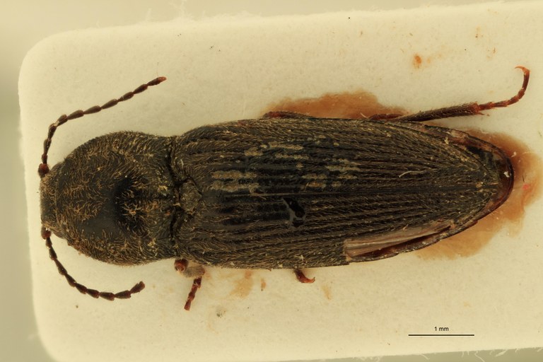 Cardiophorus constanti M Ht D.jpg Cardiophorus constanti M Ht D.jpg
