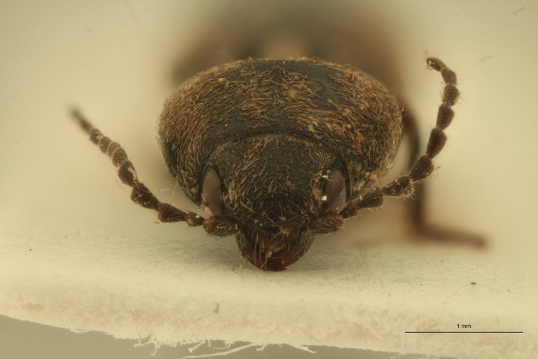 Cardiophorus constanti M Ht F.jpg Cardiophorus constanti M Ht F.jpg