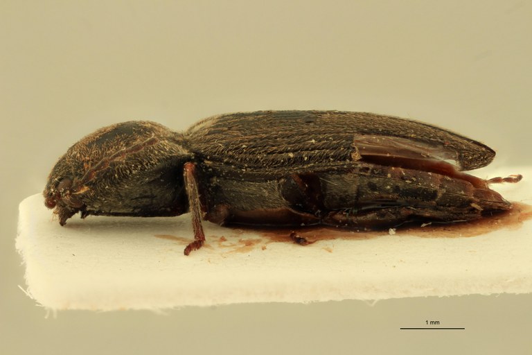 Cardiophorus constanti M Ht L.jpg Cardiophorus constanti M Ht L.jpg