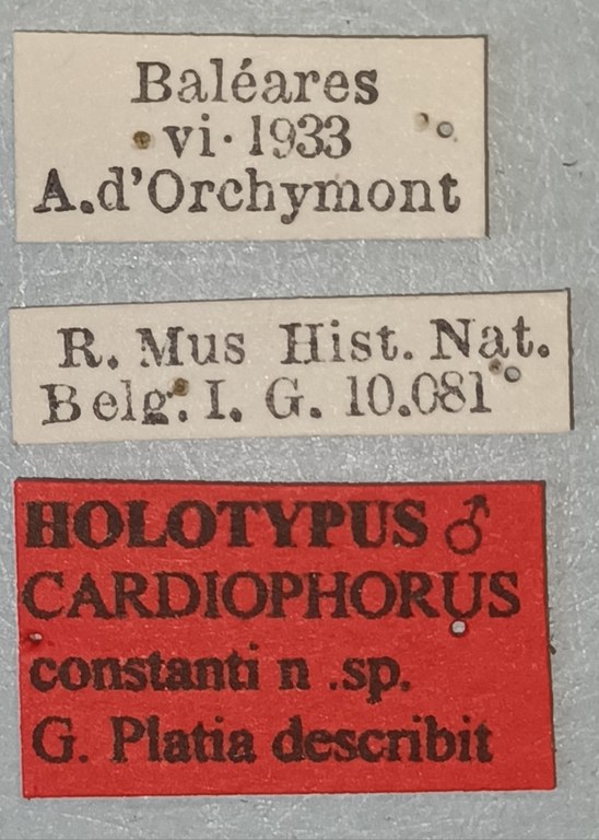 Cardiophorus constanti M Ht Labels.jpg Cardiophorus constanti M Ht Labels.jpg
