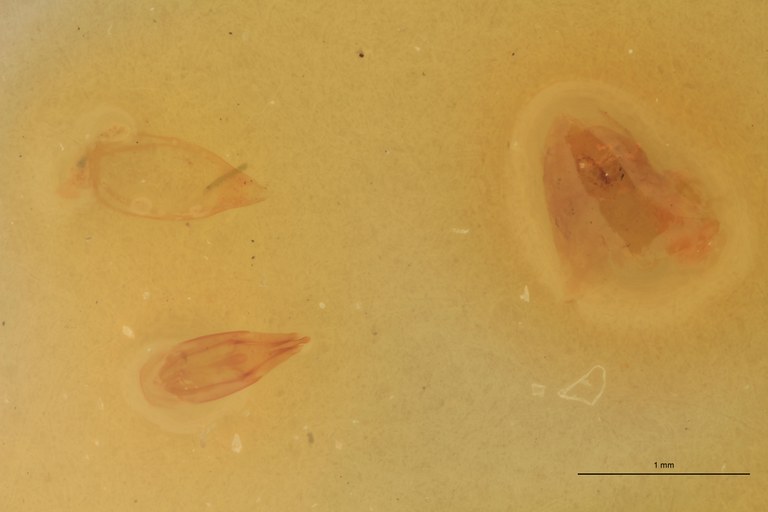 Cardiophorus creditus M T Aedeagus.jpg