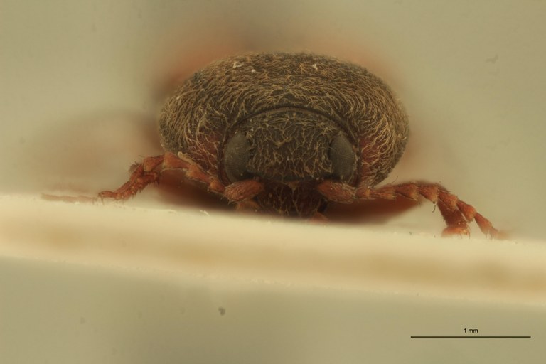 Cardiophorus creditus M T F.jpg