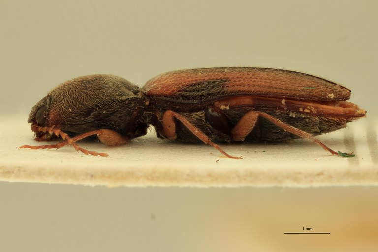 Cardiophorus creditus M T L.jpg