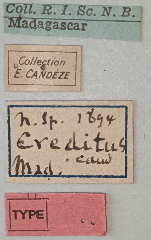 Cardiophorus creditus M T Labels.jpg