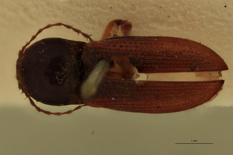 Cardiophorus despectus T D.jpg