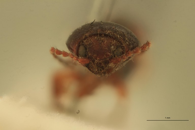 Cardiophorus despectus T F.jpg