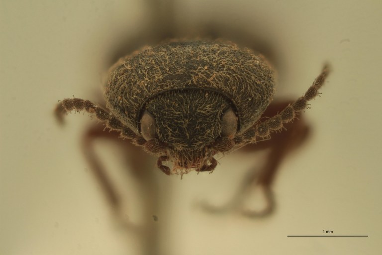 Cardiophorus devectus T F.jpg