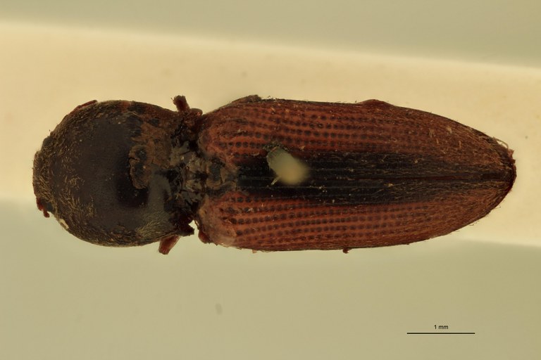 Cardiophorus dohrni T D.jpg