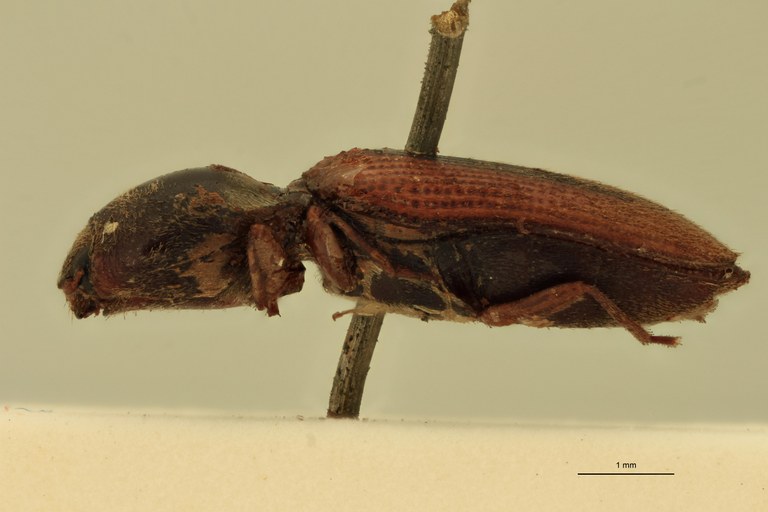 Cardiophorus dohrni T L.jpg