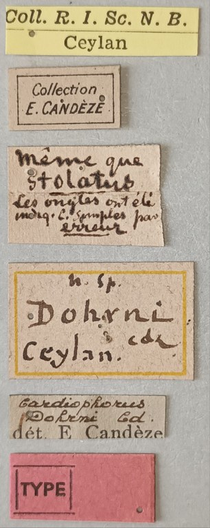 Cardiophorus dohrni T Labels.jpg