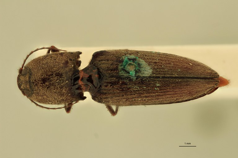 Cardiophorus doriae St D.jpg