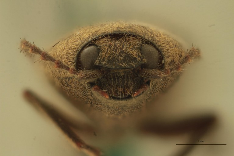 Cardiophorus doriae St F.jpg