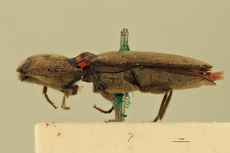 Cardiophorus doriae St L.jpg