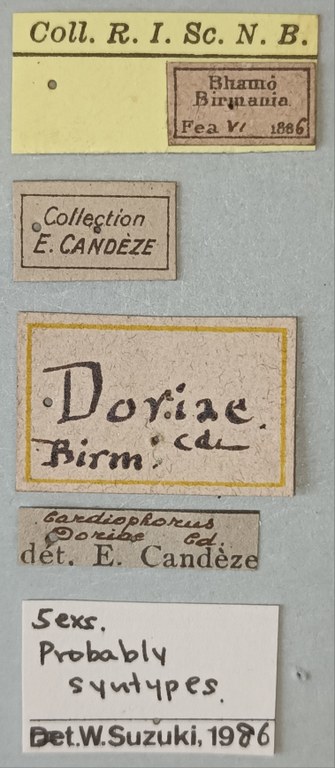 Cardiophorus doriae St Labels.jpg