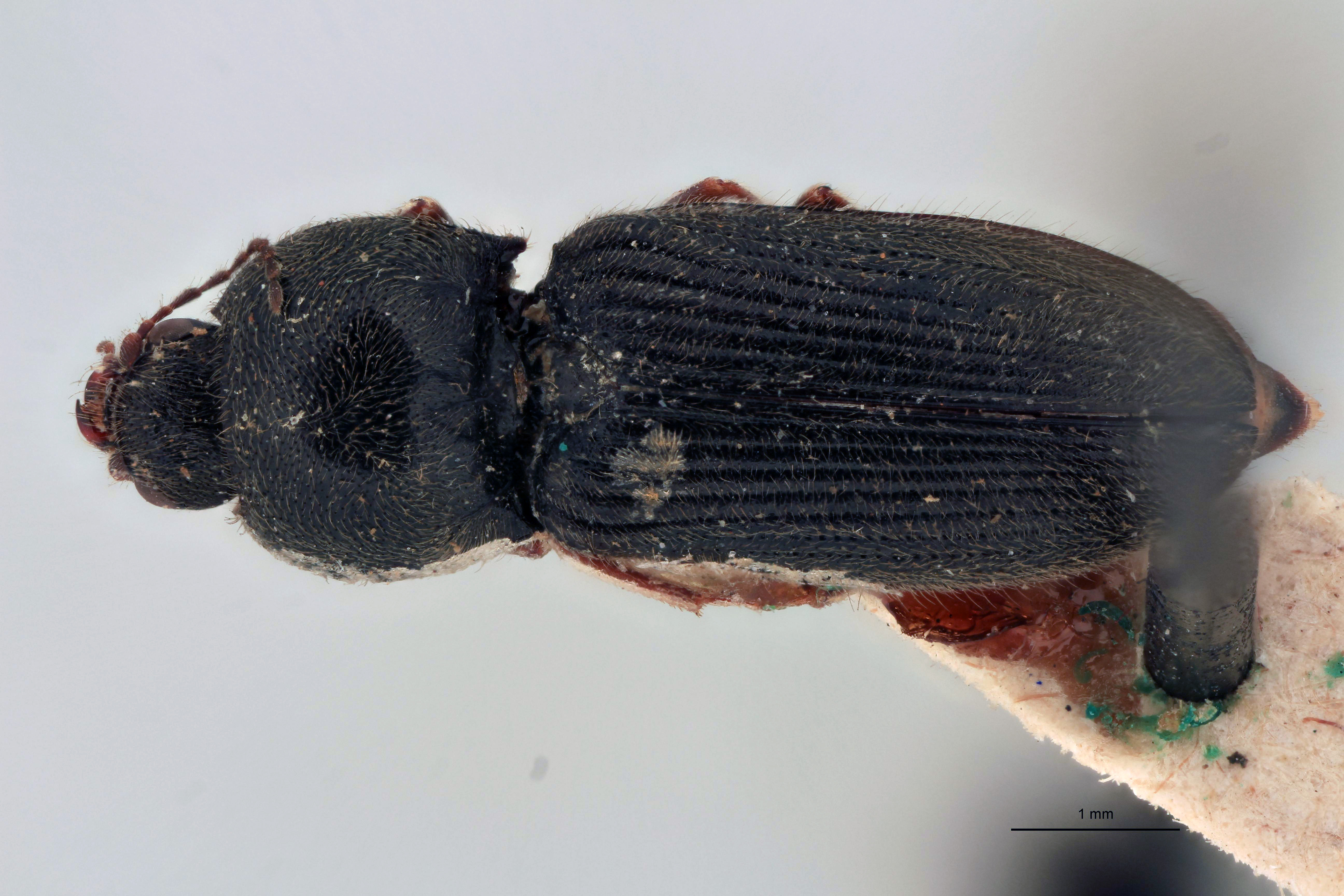 Cardiophorus elisus T D.jpg