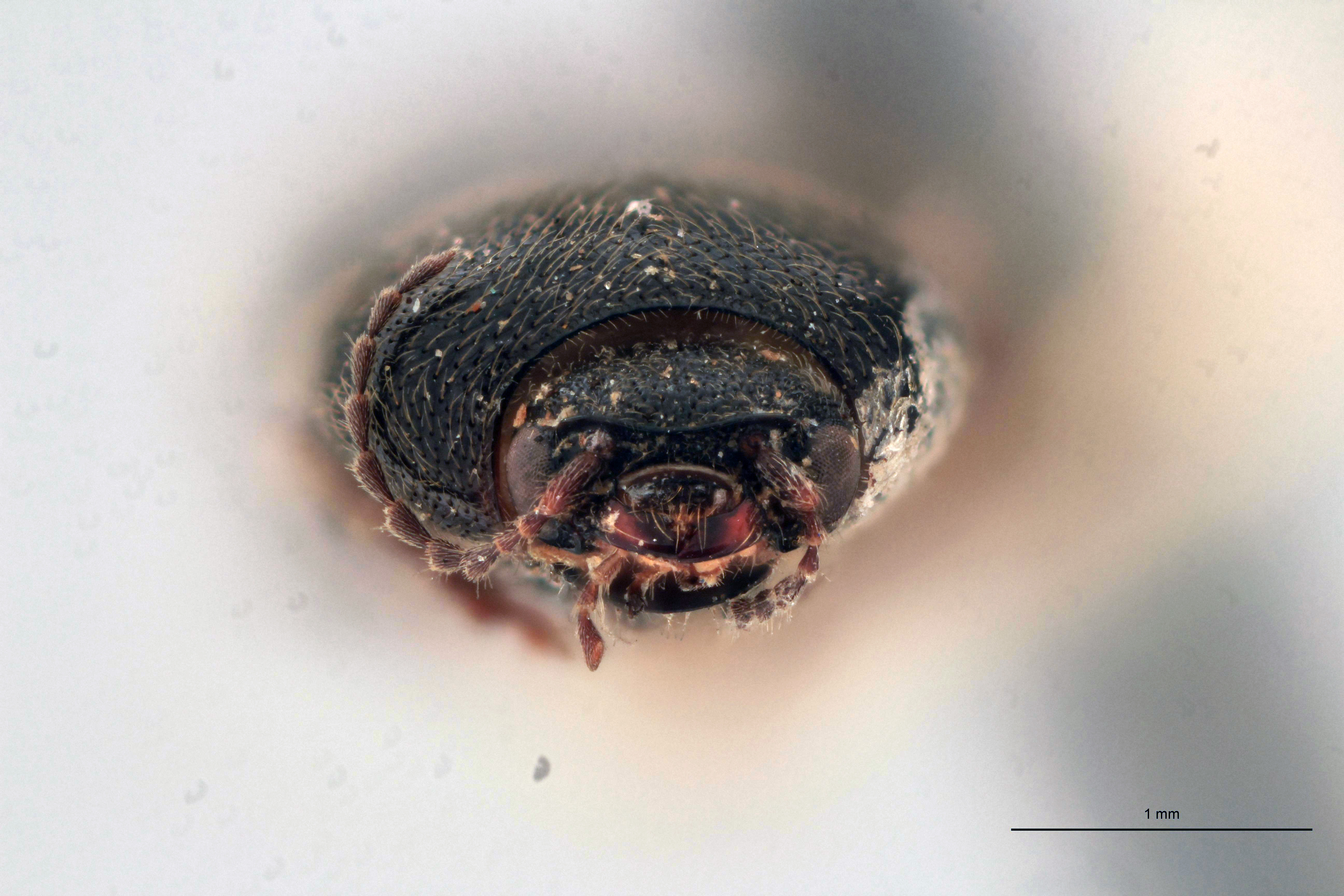 Cardiophorus elisus T F.jpg