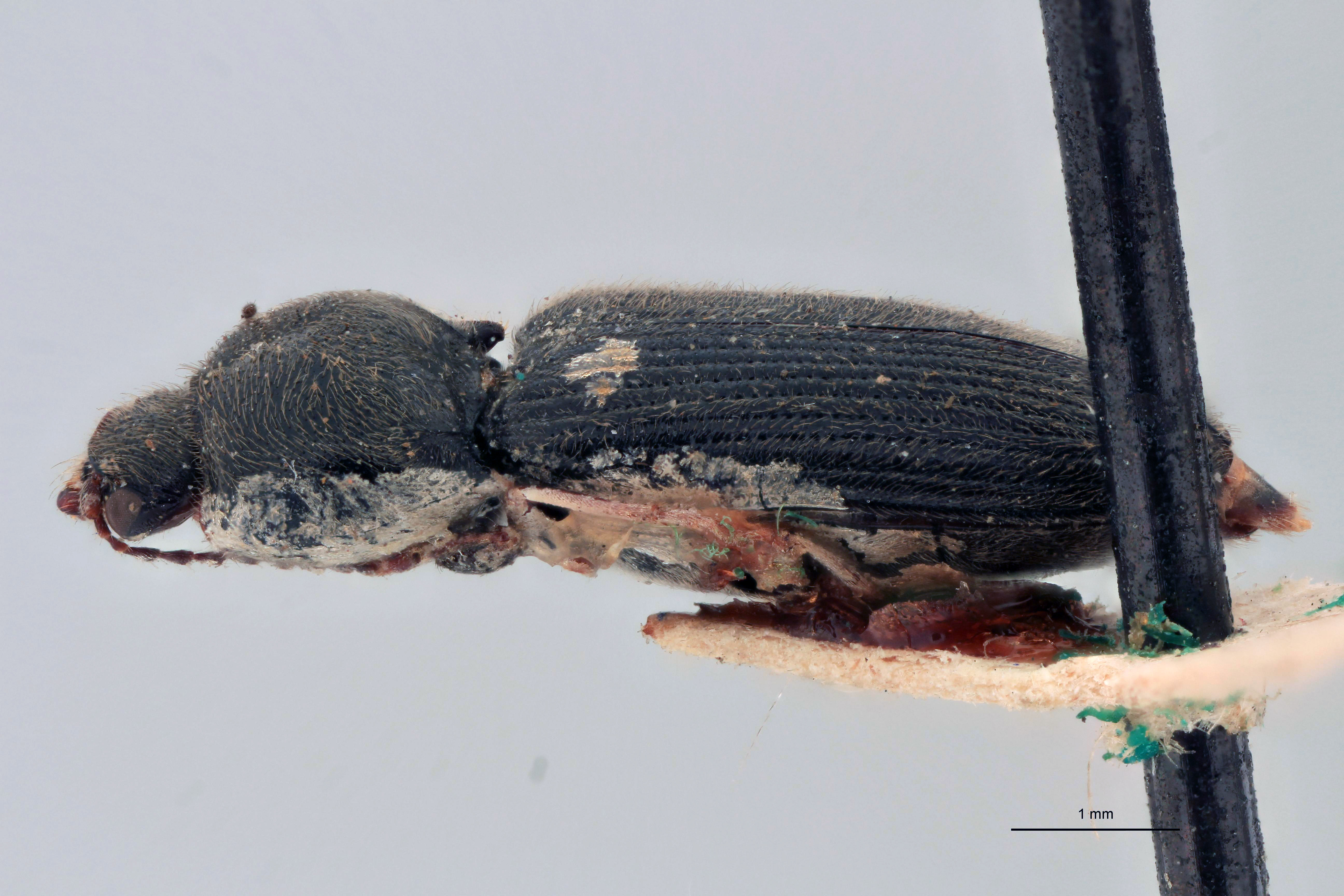 Cardiophorus elisus T L.jpg