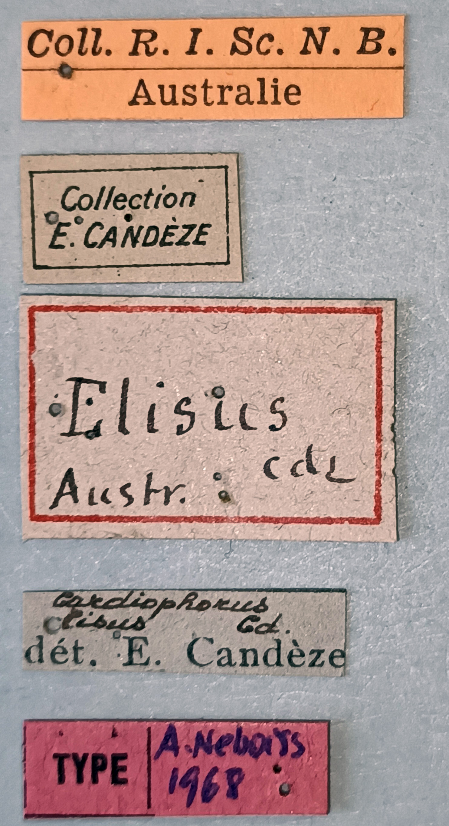 Cardiophorus elisus T Labels.jpg