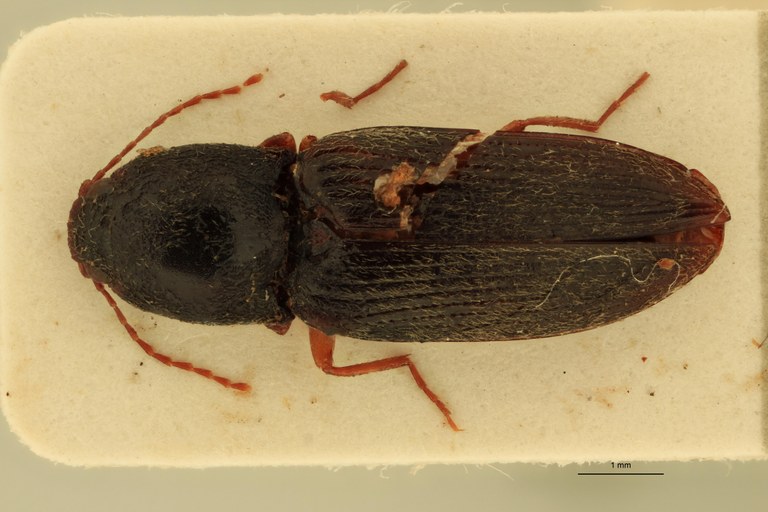 Cardiophorus elutus F T D.jpg Cardiophorus elutus F T D.jpg