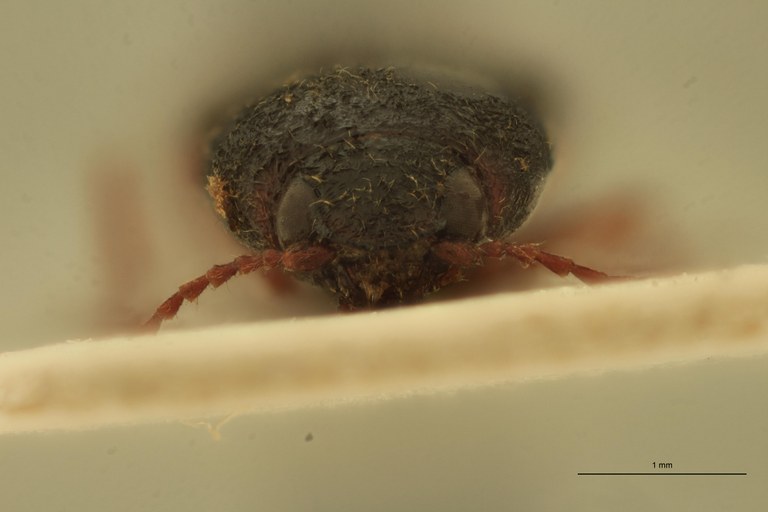 Cardiophorus elutus F T F.jpg Cardiophorus elutus F T F.jpg