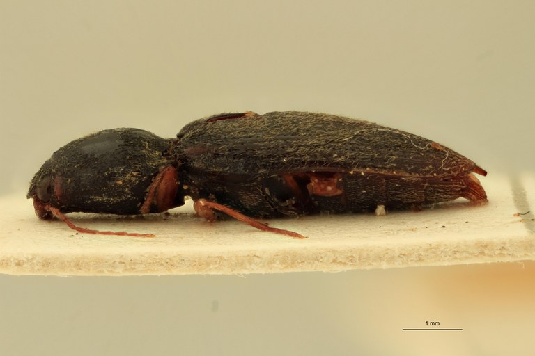 Cardiophorus elutus F T L.jpg Cardiophorus elutus F T L.jpg