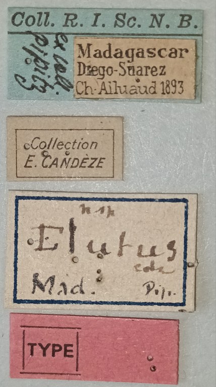 Cardiophorus elutus F T Labels.jpg Cardiophorus elutus F T Labels.jpg