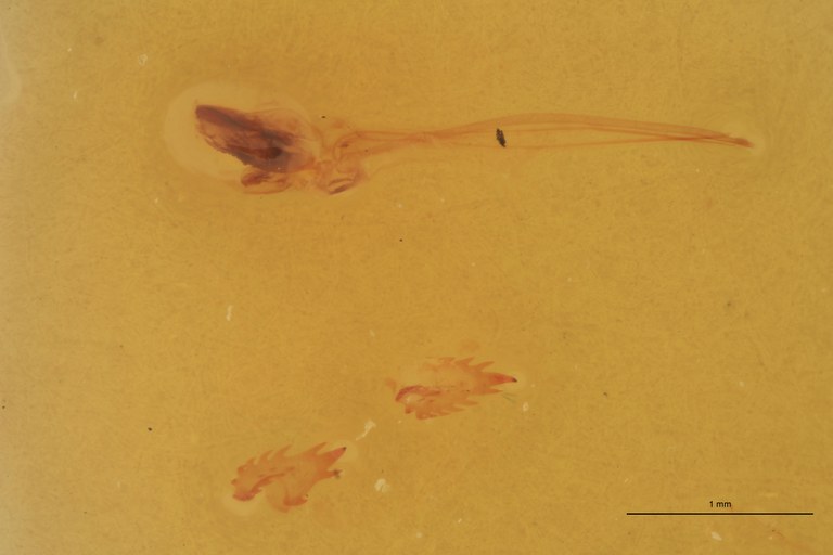 Cardiophorus elutus F T Parameres.jpg Cardiophorus elutus F T Parameres.jpg
