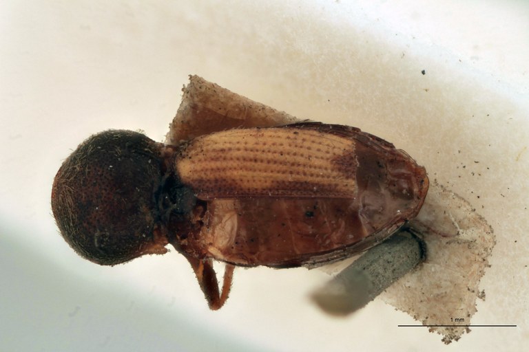 Cardiophorus flavipennis T D.jpg