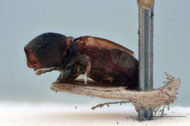 Cardiophorus flavipennis T L.jpg