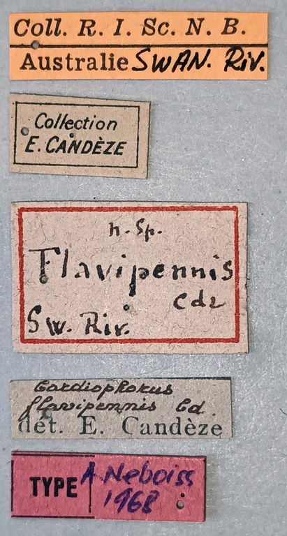 Cardiophorus flavipennis T Labels.jpg